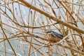 Soaking wet Eurasian wood Nuthatch bird on a branch during the