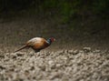 Male pheasant in the forest in rain Royalty Free Stock Photo