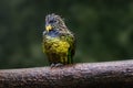 Soaking Wet Scaly-headed parrot