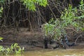 Dripping Wet Wild Jaguar Walking Out of River into Jungle Royalty Free Stock Photo