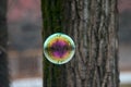 Soap Bubble