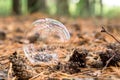 Soap bubble against the autumn pine Forest background Royalty Free Stock Photo