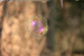 Soap bubble with blurred forest background