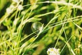 Soap bubble on a grass Royalty Free Stock Photo