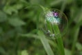 Soap bubble on the grass in the forest