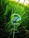 Soap bubble in the grass Royalty Free Stock Photo