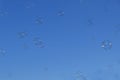 soap bubbles against the blue sky Royalty Free Stock Photo
