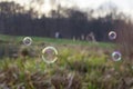 Soap bubbles in nature Royalty Free Stock Photo