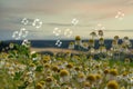 Soap bubbles over daisies in nature