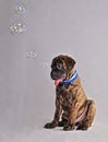 Soap Bubbles Puppy