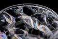 Soap foam bubbles macro Royalty Free Stock Photo