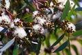 Soap mallee leaves (Eucalyptus diversifolia) plant