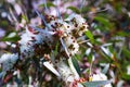 Soap mallee leaves with flowers