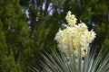 Soap Tree Yucca Flowers Royalty Free Stock Photo