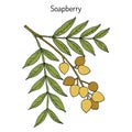 Soapberry Sapindus saponaria, medicinal plant. Royalty Free Stock Photo