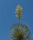 Soaptree Yucca Royalty Free Stock Photo
