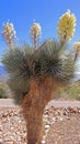 Soaptree Yucca - Blooming Royalty Free Stock Photo