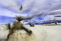 Soaptree Yucca Plant in the Dunes at White Sands National Monument Royalty Free Stock Photo