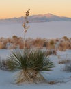 Soaptree Yucca plant at White Sands National Park Royalty Free Stock Photo