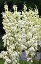 Yucca Rock Lily flowers Royalty Free Stock Photo