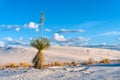 A Soaptree Yucca at White Sands National Monument