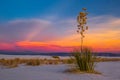 Soaptree Yucca Royalty Free Stock Photo