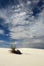 Soaptree Yucca and White Sands Royalty Free Stock Photo