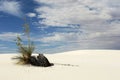 Soaptree Yucca and White Sands