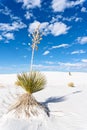 Soaptree Yucca in White Sands National Park, New Mexico Royalty Free Stock Photo