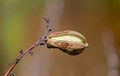 Soapweed yucca Fruit Royalty Free Stock Photo