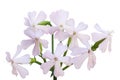 Soapwort Flower Royalty Free Stock Photo