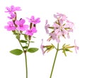 Soapwort flowers Royalty Free Stock Photo