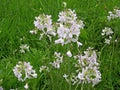 Soapwort flowers in meadow Royalty Free Stock Photo