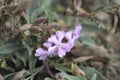 Soapwort Max Frei Royalty Free Stock Photo