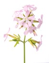 Soapwort  Saponaria officinalis Royalty Free Stock Photo