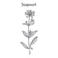 Soapwort Saponaria officinalis , medicinal plant