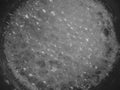 Soapy bubbles foam. Royalty Free Stock Photo