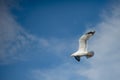 Soaring Above: The Graceful Seagull