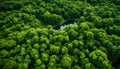 Aerial Beauty Lush Greenery in the Wildwood