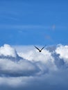 Soaring bald eagle against dramatic cloudy sky Royalty Free Stock Photo