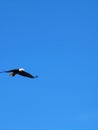 Soaring bald eagle in blue sky Royalty Free Stock Photo