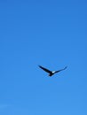 Soaring bald eagle in blue sky Royalty Free Stock Photo