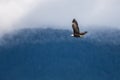 Soaring Bald Eagle near Harrison British Columbia Royalty Free Stock Photo