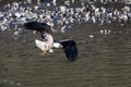 Soaring Bald Eagle near Squamish British Columbia Royalty Free Stock Photo