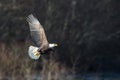 Soaring Bald Eagle near Squamish British Columbia Royalty Free Stock Photo