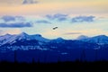 Soaring Bald Eagle Silhouette At Sunset Royalty Free Stock Photo