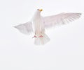 Soaring Bird Royalty Free Stock Photo