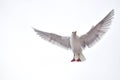 Soaring Bird Royalty Free Stock Photo