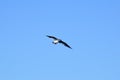 Soaring bird seagull in a bright blue sky without clouds. Bird in the center of the frame Royalty Free Stock Photo