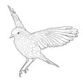 Soaring bird with spread wings. Hand drawn vector Royalty Free Stock Photo